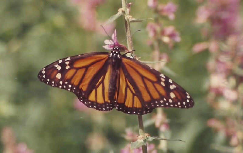 Papillon en serre