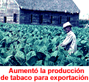 Aumento la produccion de tabaco para exportacion