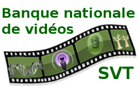 Banque nationale de vidéos
